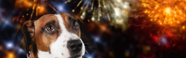 Praznični horor: Petarde izazivaju strah i traume kod ljubimaca - evo kako da ih zaštitite