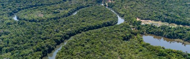 Amazonski insekti mogli bi se suočiti sa opasnim toplotnim stresom