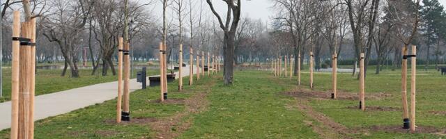Beograd dobio 100 novih platana