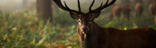 ​Цене одстрела заштићених дивљачи у овој ловној сезони од једног до 150.000 динара