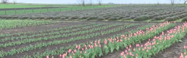Ovo nije Holandija nego Bačka: Neverovatno polje lala