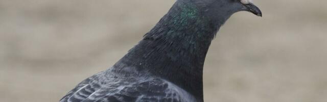 EVO KAKO ĆETE NAJLAKŠE OTERATI GOLUBOVE SA TERASE: Od ovih stvari beže kao đavo od krsta - rešite ih se zauvek