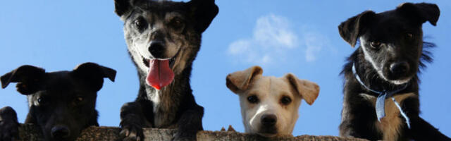 Пси имају мањи мозак од вукова, али то не значи да су глупљи