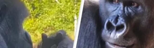 Gorila Amare postao potpuno disfunkcionalan zbog pametnih telefona