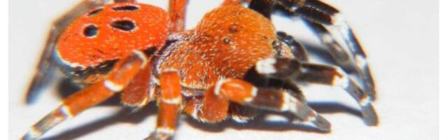 Crveni pauk sa dosad neviđenim odlikama pronađen u Maroku