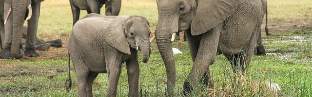 Četvoro ljudi stradalo u napadima slonova u Keniji, izbili protesti