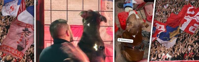 NESVAKIDAŠNJA SCENA NA MARAKANII! Pas ukrao šou navijačima Crvene zvezde, ovaj ljubimac je glavna tema na internetu