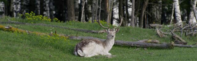 Besplatne online projekcije filma „Divia“ povodom Dana planete Zemlje