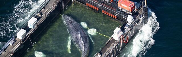 VIDEO: U toku spasavanje kita Timija u Nemačkoj pomoću barže