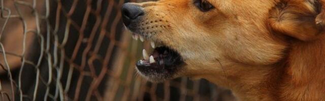 PAŽNJA, OVO MORATE DA ZNATE! Evo koje stvari treba da uradite ako vas NAPADNE pas!