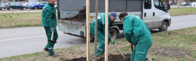 OZELENjAVANjE POSLE SUPEROLUJE: U toku je detaljna obnova javnih površina u Novom Sadu