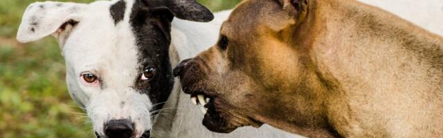 Šta da uradite ako vašeg psa ugrize drugi pas: Vodič KORAK PO KORAK za brzu i efikasnu pomoć