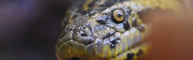 Oči u oči sa monstrumom: Filmska ekipa Vila Smita zanemela pred ANAKONDOM dugom 7,5 metara