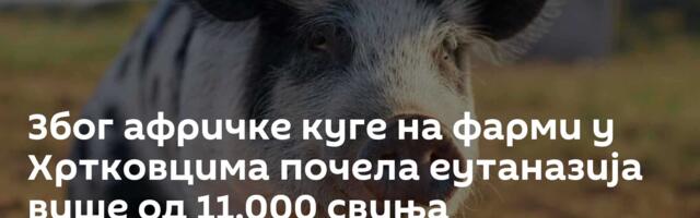 Због афричке куге на фарми у Хртковцима почела еутаназија више од 11.000 свиња