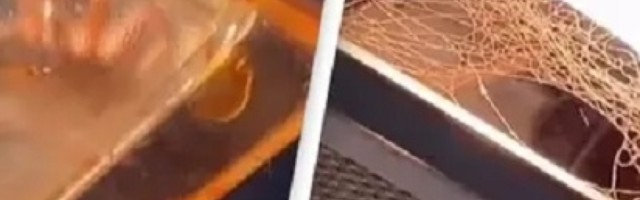 Devojka pronalazi ogromnog pauka koji joj je bio sve vreme iznad glave dok je spremala sebi hranu!