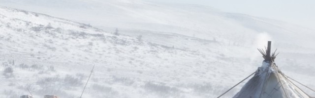 U velikoj tragediji u Rusiji 80.000 irvasa je umrlo od gladi: Gde god krenu pronalaze leševe ovih životinja!