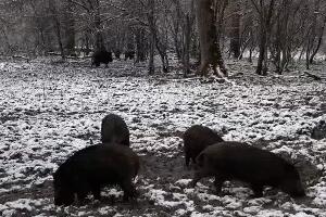 Блиски сусрет с дивљом свињом у Београду - одакле долази и  како треба да се понашате