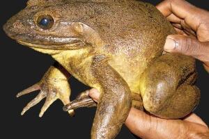Како је највећа жаба на свету постала угрожена врста