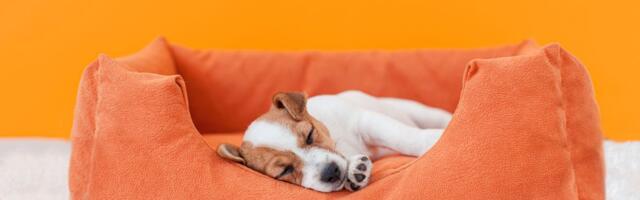 Koliko često treba prati krevet za psa: Širom otvorite oči i nos, OVO SU ZNACI da je vreme za "generalku"