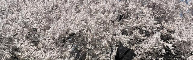 Danas u 15 sati i 46 minuta počinje proleće