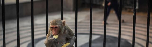 Gradske životinje ponašaju se na isti način širom planete