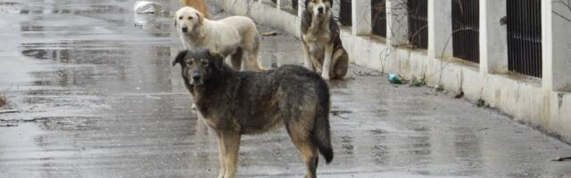 Kremi-Promeni: U Nišu akcija za pomoć napuštenim životinjama
