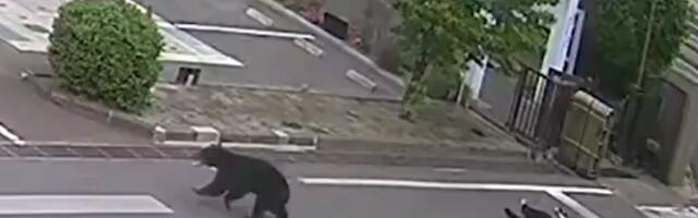 UHVAĆENA ZVER KOJA JE PARALISALA JAPAN! Životinja koja je zatvorila 94 škole i uterala strah u kosti građanima KONAČNO DOLIJALA! (VIDEO)