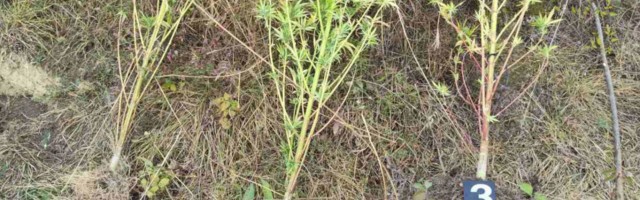 Muškarac iz Pirota osumnjičen za uzgoj marihuane, policija pronašla stabljike i semenke