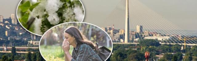 "MACE" LETE SVUDA PO BEOGRADU, GRAĐANI SE MASOVNO ŽALE! Stručnjaci otkrili da li "bela paučina" izaziva alergije