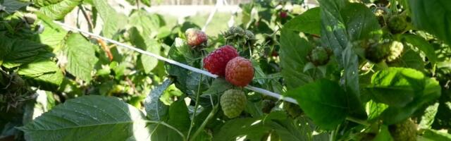 Smena generacija u Arilju: Mladi voćari tehnologijom i znanjem menjaju budućnost "crvenog zlata"