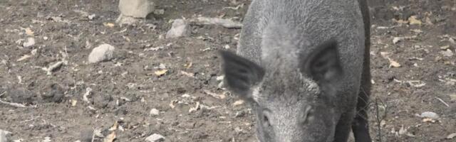 DIVLJE SVINJE PREPLAŠILE LJUDE U OVOM SELU: Meštani se zatvaraju u kuće! "Bande stalno dolaze"