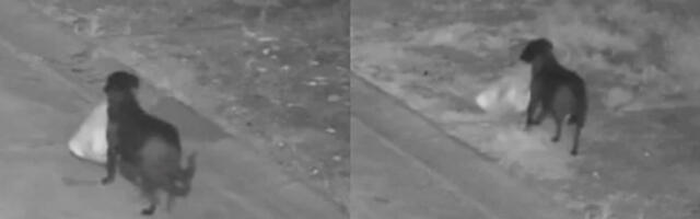 Италијан дресирао пса да илегално баца смеће