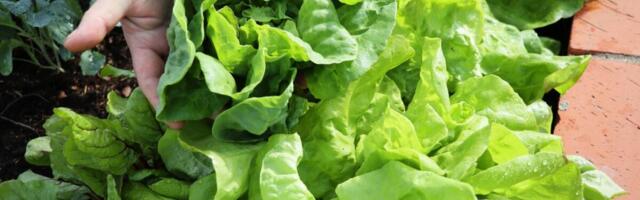 Uz par trikova imaćete najukusniju zelenu salatu: Zdrava i bez hemikalija, pravi je izvor zdravlja za porodicu