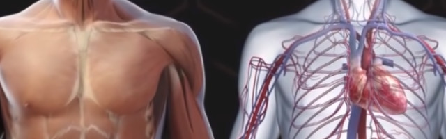 Kako su delovi tela dobili svoja imena?!