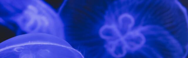 INVAZIJA MEDUZA NA JADRANU! Snimci su jezivi: "Mogli ste prepešačiti, a da ne potonete!"