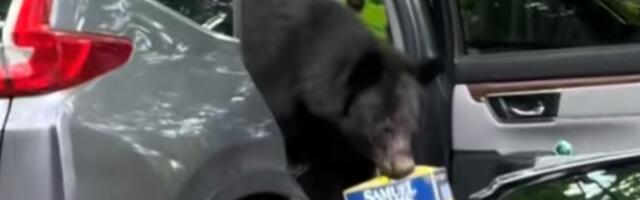 VIDEO: Medved provalio u automobil i iz njega odneo pivo
