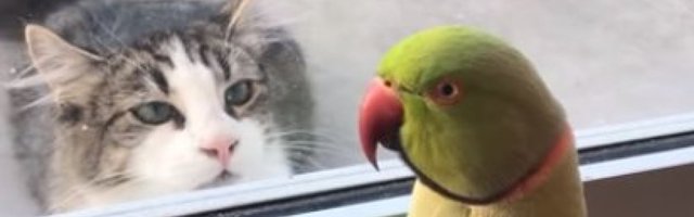 Kućni ljubimac otkriva vašu ličnost: Veseljaci nabavljaju papagaja, a vlasnike pasa i mačaka krase OVE osobine