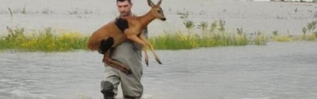 Vatrogasac spasio srnu od obilne kiše (FOTO)