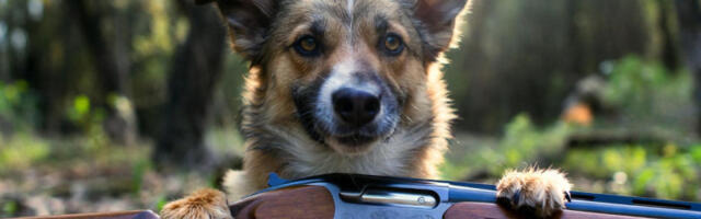 Bizarna nesreća: Ljubimac upucao vlasnika sačmarom u leđa