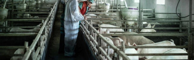 POVRATAK BOLESTI OD PRE 30 GODINA! Izbila svinjska kuga, iznenada zatvoren park prirode! Evo ko prenosi virus