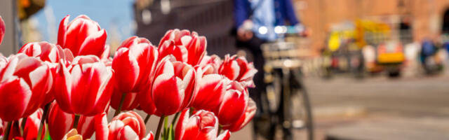 Велики холандски градови покушавају да уведу ред у неконтролисано ширење пакетомата