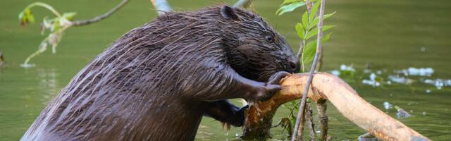 On u zubima drži veliki komad budućnosti cele naše planete, a umire najčešće od onoga što najviše voli