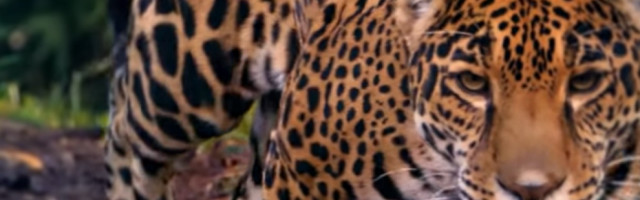 Misterija simbola jaguara u majanskoj mitologiji