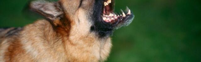 Pas napao muškarca usred veterinarske ordinacije: Zgrabio ga za vrat