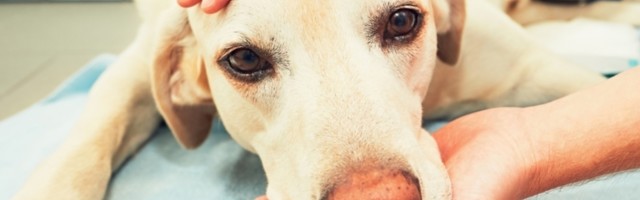 Ovo su tri najprivrženije rase pasa