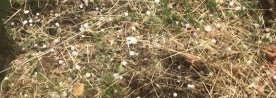 U nevremenu u Blacu uništen rod na oko 3.000 hektara, najveću štetu pretrpeli šljivici