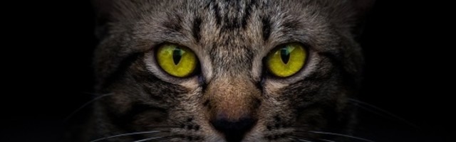 Ove mačke već tri veka čuvaju umetnička blaga Rusije