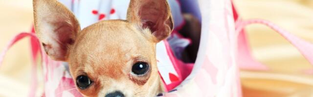 Vaš pas verovatno još uvek nosi DNK vuka u genomu, pokazuje studija