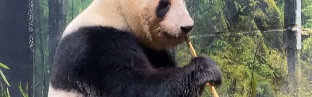 VIDEO: Japan se oprašta od pandi blizanaca: Lei Lei i Sjao Sjao idu kod roditelja u Kinu