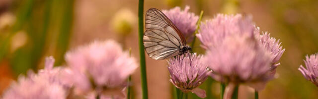 Dnevni horoskop za 13. april: Blizancima povoljan dan za nove ideje, Lavovi privlače pažnju